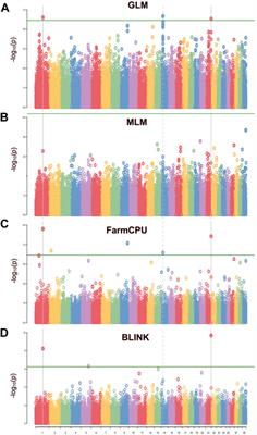 Genome-wide association study for carcass weight in pasture-finished beef cattle in Hawai’i